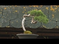 Lietuvio bonsai medelių sodas pakerėjo ir pačius japonus