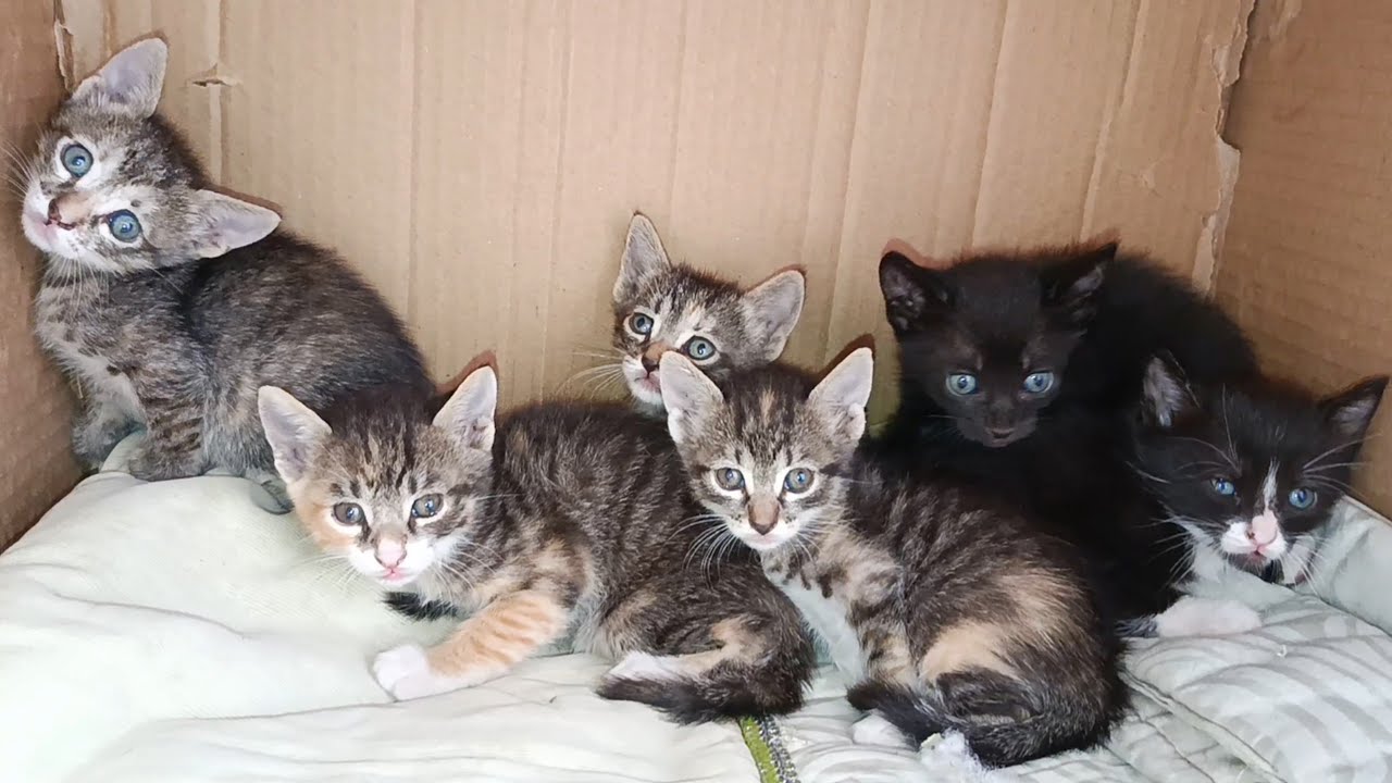 Six kittens don't like being disturbed when they're resting