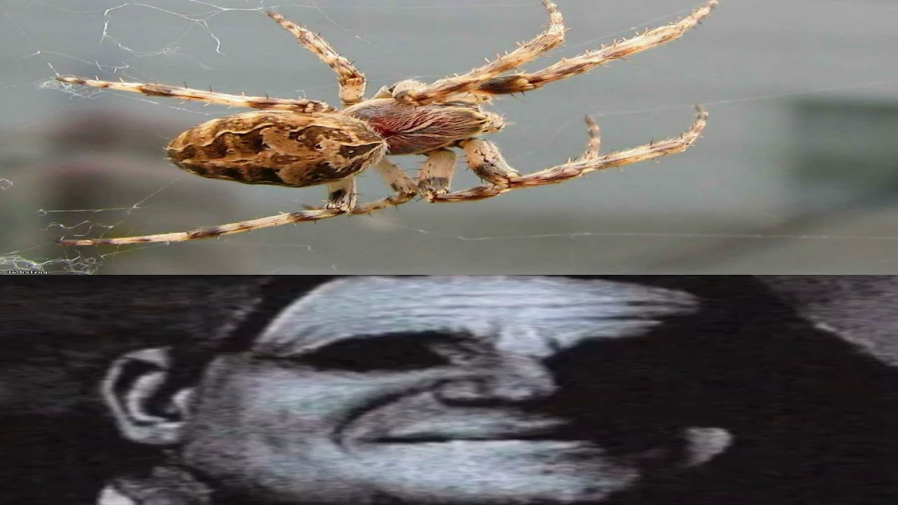 Арахнофобия - YouTube