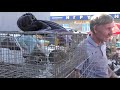 15.09.19.Птичий рынок г Пятигорск ч3. The bird market of Pyatigorsk p3