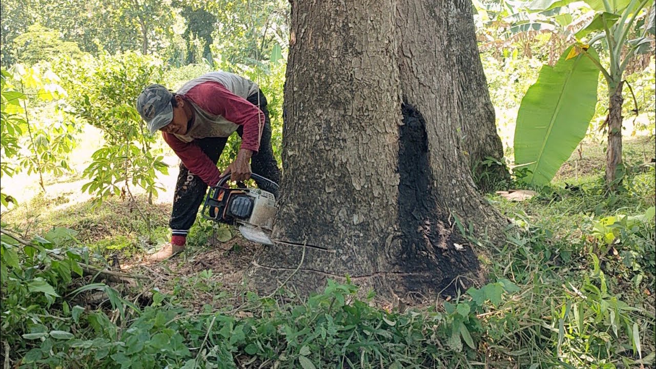 Very easy... Stihl ms 881, cut down the trembesi tree.