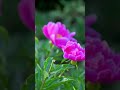 741Hz 赫兹:【情绪管理】清理负面情绪,重获平静! #引導放鬆 #nature #flowers# Detox# Music#Energy Cleansing #超級放鬆 #疗愈歌曲  #助眠