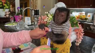 Monkey Toby’s trying to get and give a manicure and pedicure until Sissy came to distract him 🤪❤️🐒