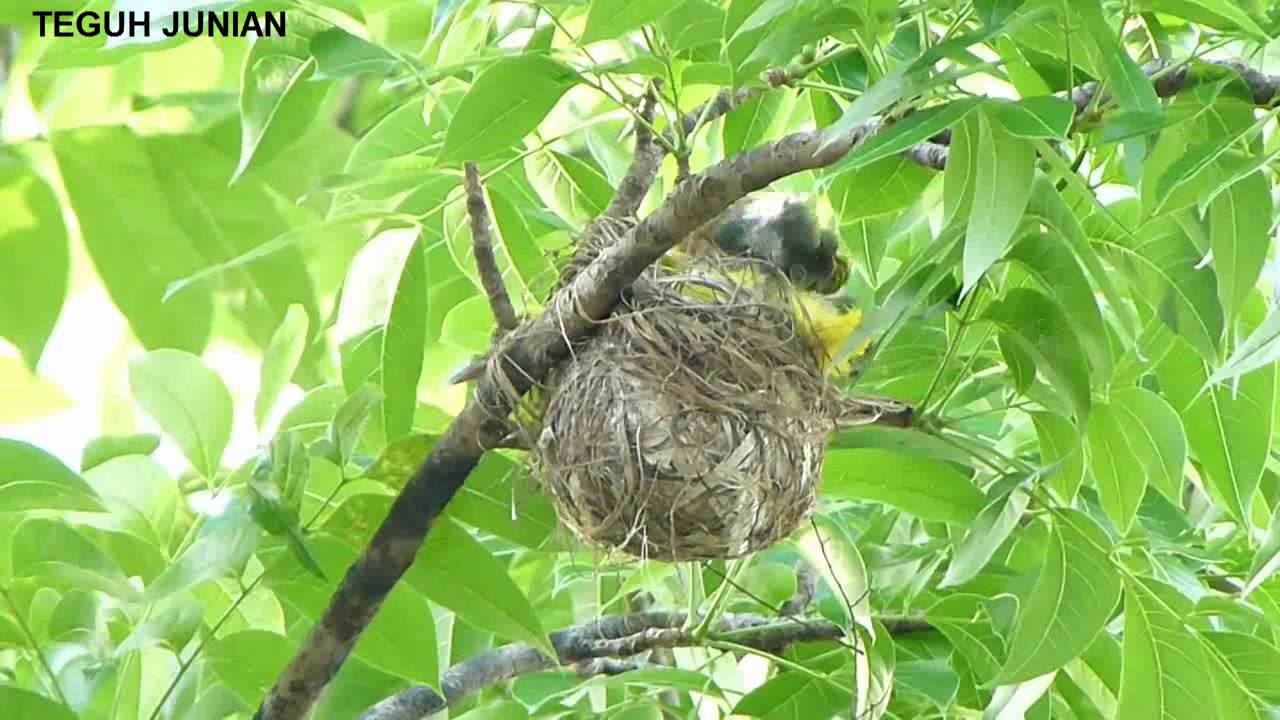  Gambar Sarang Burung  Kepodang Emas