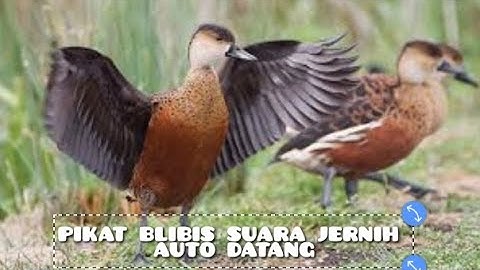 Pikat belibis super Joss suara jernih auto nyamperin