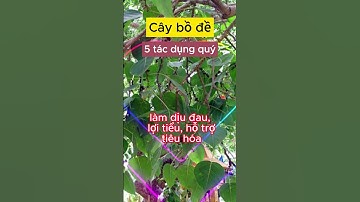 Cây bồ đề 5 tác dụng quý  #câythuốcnamquí #câythuốcquý #thaoduoc #caythuocnam