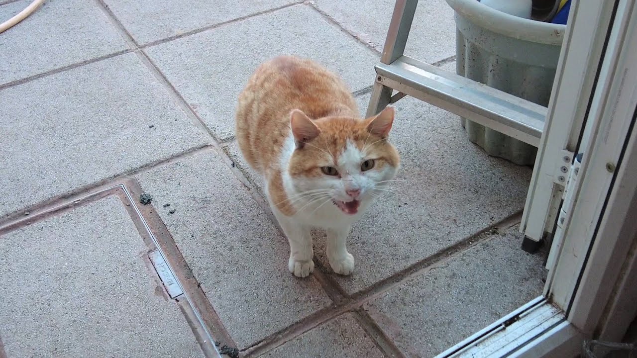 Hungry Homeless Cat At My Door Step Meowing Loudly YouTube