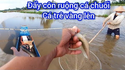 Đẩy côn trên ruộng mùa nước nổi, kích lạnh 30B