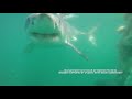 White sharks feeding on a whale carcass off cape cod