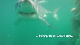 White sharks feeding on a whale carcass off Cape Cod