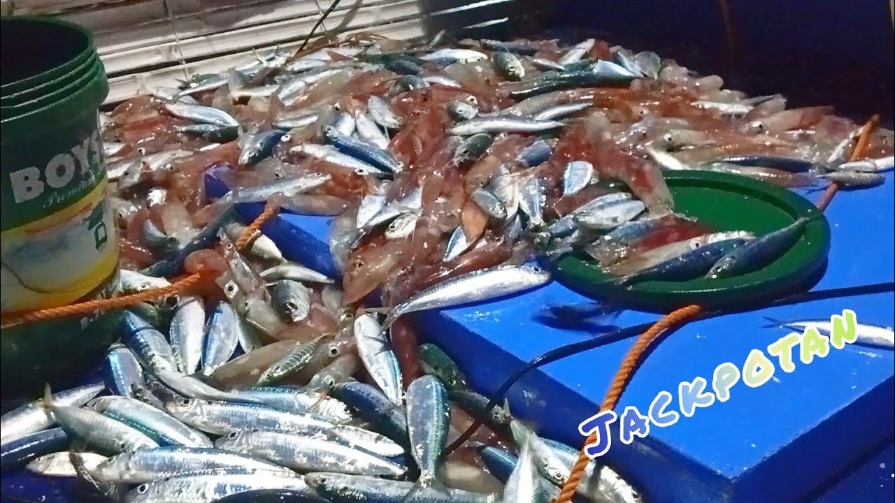 Namumula't ,namumuti SA dami Ng ISDA at PUSIT | Buhay SA basnig - YouTube
