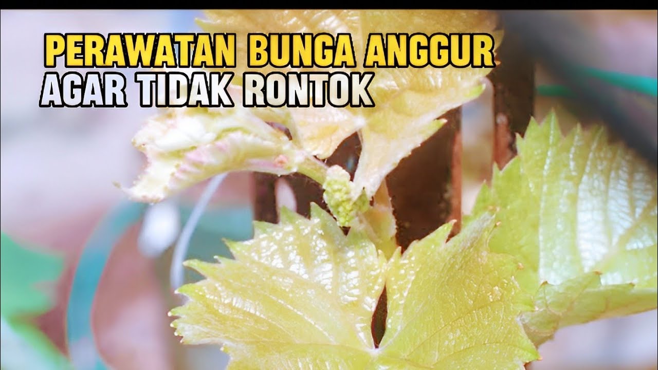 Anggur Rontok Cara Perawatan Bunga Anggur Dari Brokoli Sampai Jadi Berry Agar Tidak ...