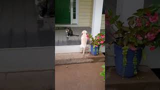 Lab Puppy's Curious Encounters with Cat Friend