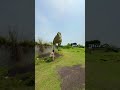 Too Late to Run 😱 Giant T-Rex Was Right Behind Him 🦖 #shorts