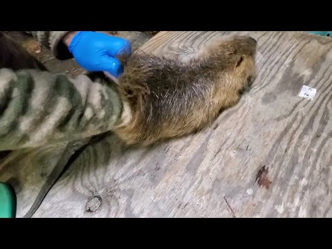 Video: How To Clean Nutria