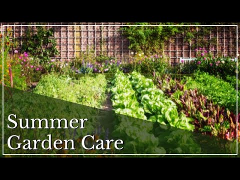 Video: Letní sezóna je otevřená: funkce péče a výsadby na otevřeném poli