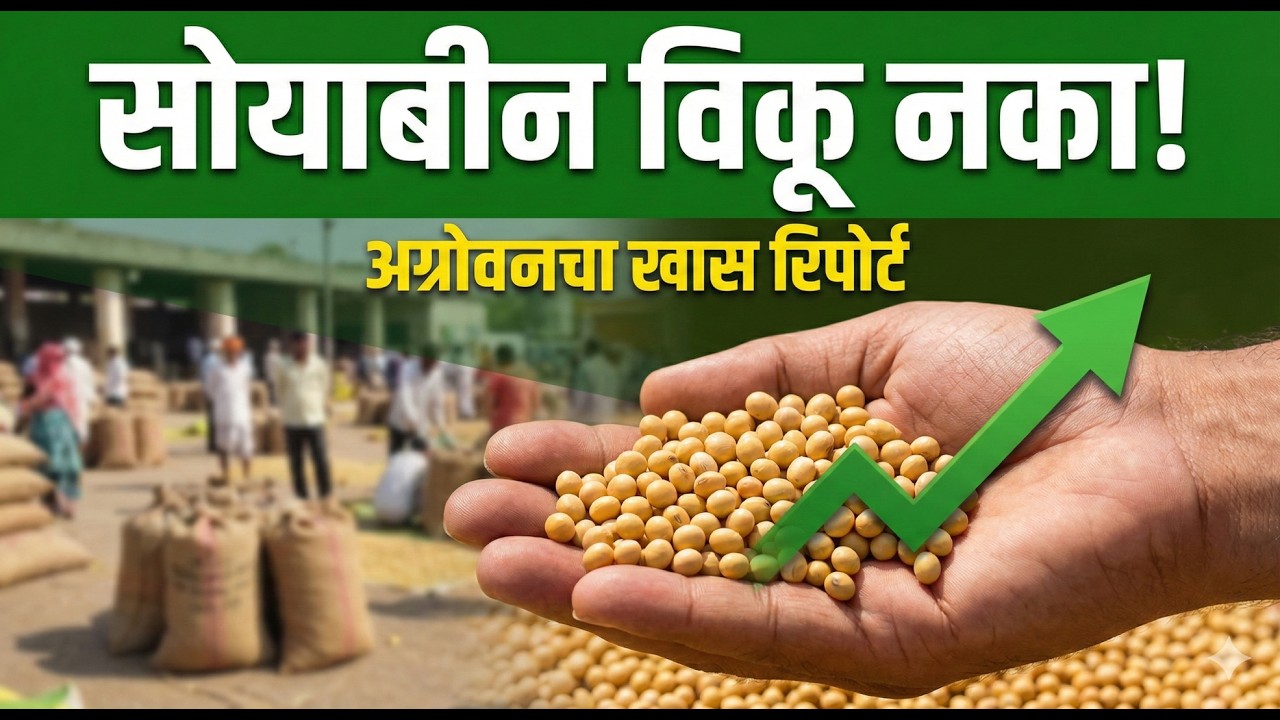 📈 सोयाबीन पुन्हा हमीभावाच्या पार? भाव वाढणारच! | Soybean Market Outlook