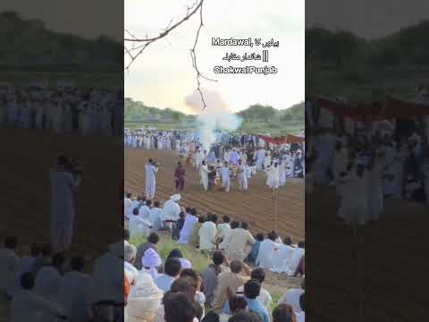 Mardawal, بیلوں کا شاندار مقابلہ || Chakwal Punjab 2026 #bullrace