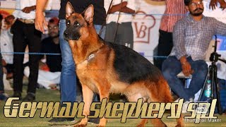 GERMAN SHEPHERD SPECIAL || 25 Shepherd In Row || SCOOBERS