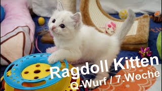 Ragdoll Kitten | unser QWurf in der siebten Woche | Aramintapaws Ragdolls