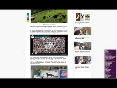 Viral Curation video