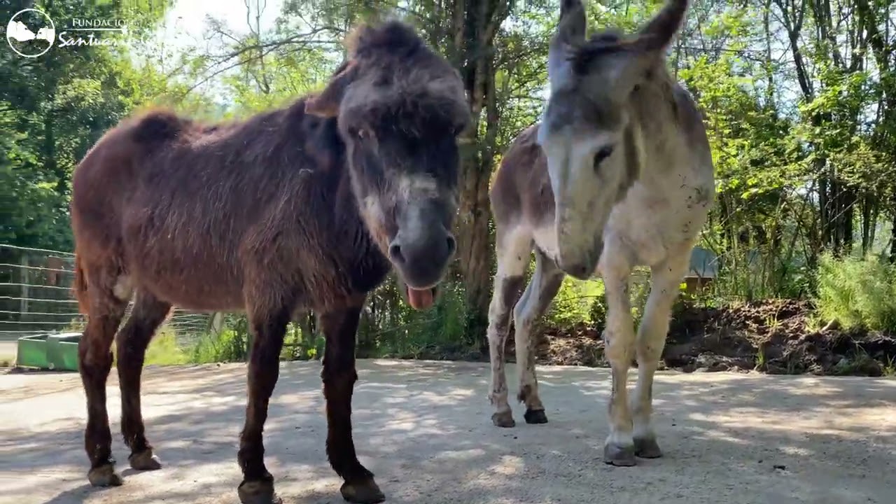 Martina y Leonardo | La amistad entre una burrita de 40 años y un burro que no ve bien