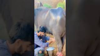 The identity of the pure blue narrator neeli ravi ki bahanse Punjab mein mani dhani jaati hai #viral