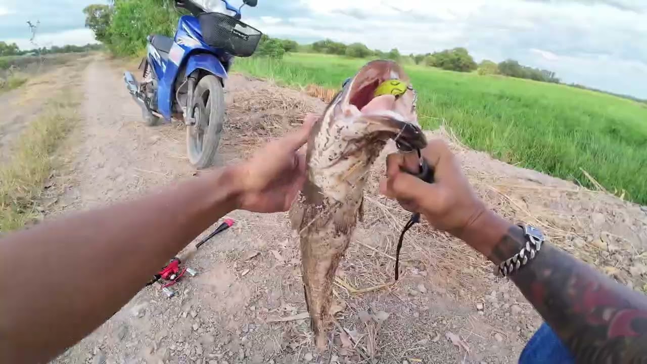 กบยางไอ้แหล่ม😱ได้เรื่องเลยทุกคน! (หมานจัด) #กบยางไอ้แหล่ม #ท๊อฟฟี่สายช่อน #ปลาช่อน #fishing #ฟีด 