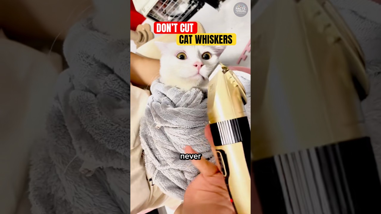 Никогда не отрезайте кошачьи усы‼️😱