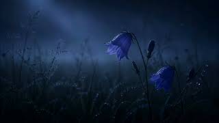 Before the World Awakens | Dark Dawn Nature Ambient for Solitude & Reflection