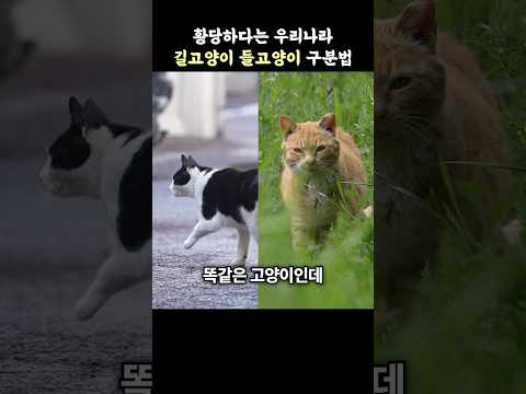 길고양이 들고양이 차이 딱 알려드림