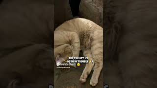#Cats I Recently Uploaded New Short Videos On YouTube Don’t Forget To Like and Subscribe and Share
