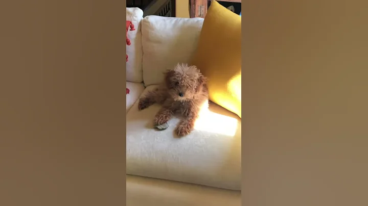 Puppy toy