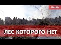 Вырубка леса в Троицке | Лес vs школа | 1 февраля 2022 года | Новая Москва
