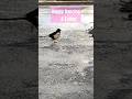 Happy Dancing and Eating 🐦🐦‍⬛🕊️ Bird Jumps of Joy and Enjoys the Meal TinttiAhonenWorldofTintti