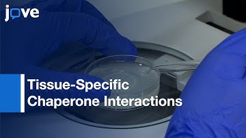 C. Elegans To Screen For Tissue-Specific Chaperone Interactions l Protocol Preview