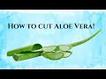 How To Cut Aloe Vera in 5 Minutes!