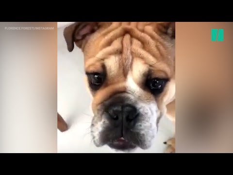 Sur Instagram, Florence Foresti se lance dans un sketch hilarant avec son nouveau chien Sur Instagram, Florence Foresti se lance dans un sketch hilarant avec son nouveau chien