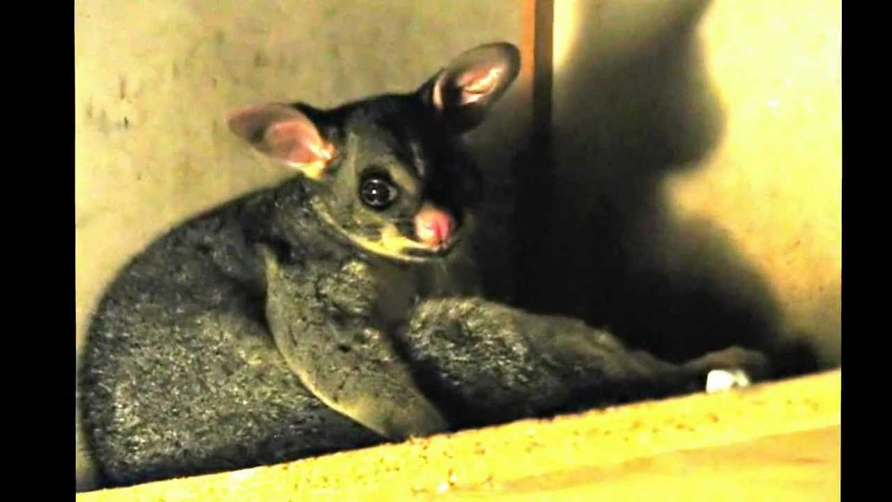 Possums Invasion with BABY under the house YouTube