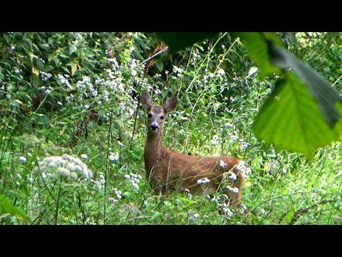 Video: Kako Se Radi Srna