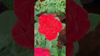 Beautiful rose flowers video clips 242  #rose #gulab #rosewallpaper screenshot 5
