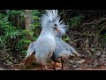 Kagu birds  almost flightless birds  animals