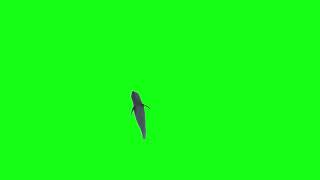 Dolphin Jumping (Free Green Screen 1 Min)