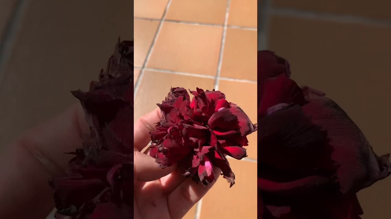 Partes de la flor clavel YouTube