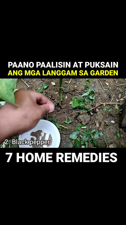 Paano puksain ang mga langgam