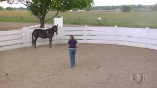 Celebrity LTR Training Tip #54: Setting Up for Successful Lunging Net Worth