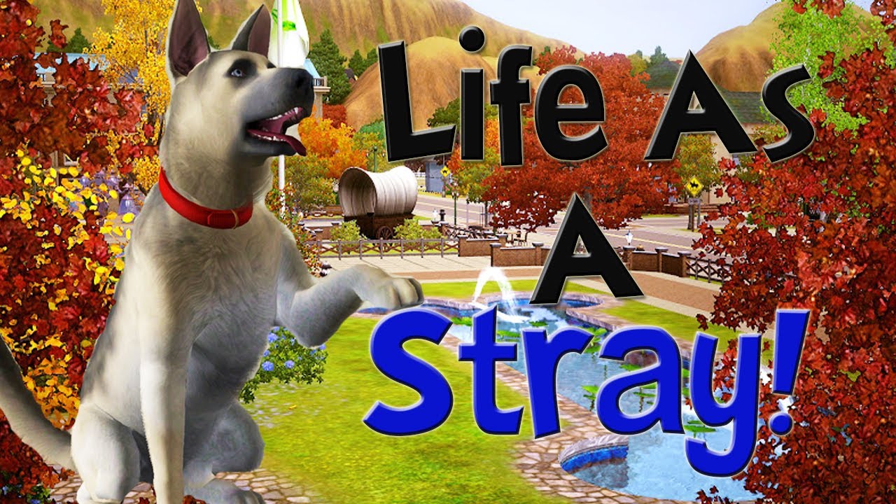 Let S Play The Sims 3 Life As A Stray Part 1 A Friend Youtube