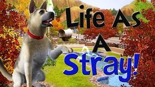 Let's Play The Sims 3 Life As A Stray! Part 1! (A Friend??)(Gaming Channel: https://www.youtube.com/user/xsofeeee Vlogs etc: https://www.youtube.com/user/JustSofee Twitter! http://www.twitter.com/sofeeeee_x ..., 2014-06-25T21:40:53.000Z)