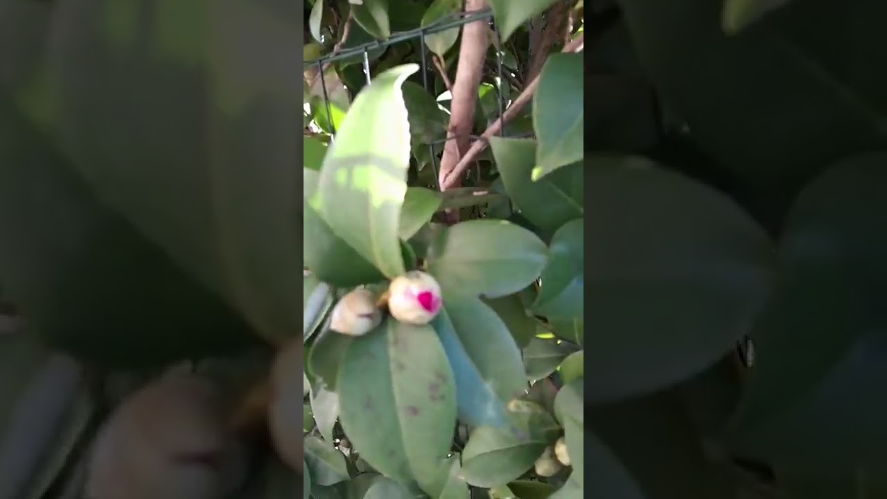 Там дє народжується віра...