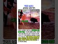 멧돼지 안전하게 포획하는 농가 노하우 #worker #process #boar #farm #capture